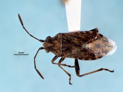 Stictopleurus punctiventris