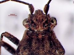 Stictopleurus punctiventris