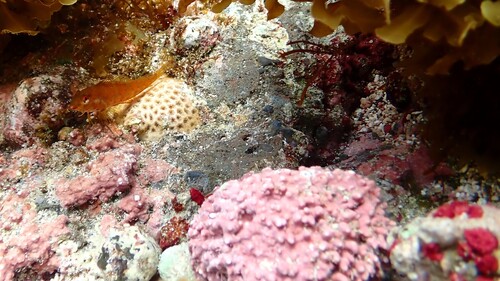 Malacoctenus lianae