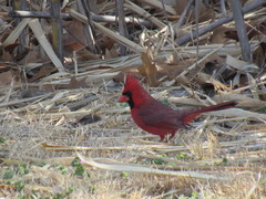 Cardinalis cardinalis