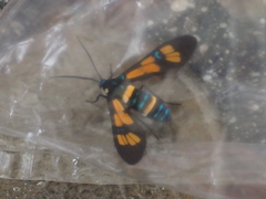 Euchromia horsfieldi