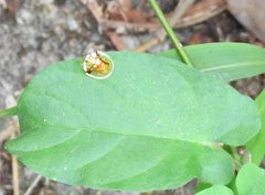 Aspidimorpha furcata