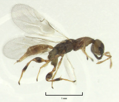 Odontofroggatia galili