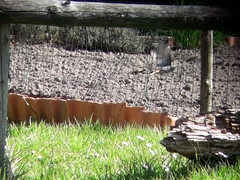 Phoenicurus ochruros