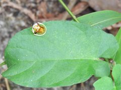 Aspidimorpha furcata