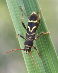 Cyrtoclytus capra