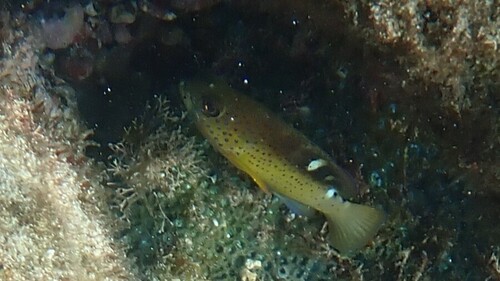 Cephalopholis fulva