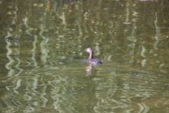 Podiceps auritus