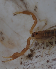 Uroplectes planimanus