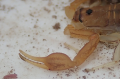 Uroplectes planimanus