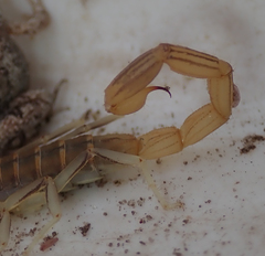 Uroplectes planimanus