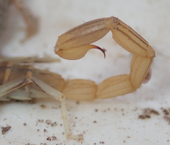 Uroplectes planimanus