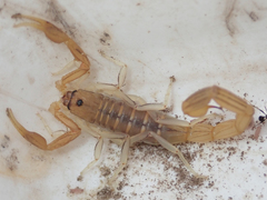 Uroplectes planimanus