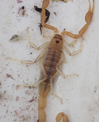 Uroplectes planimanus