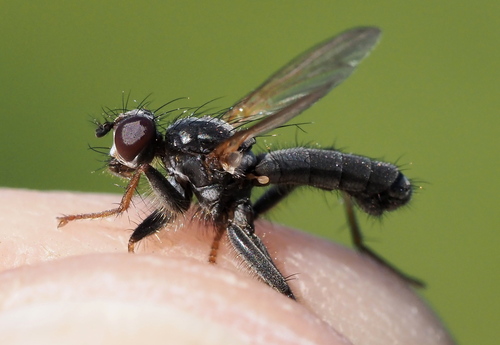 Cordilura impudica
