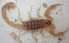 Uroplectes planimanus