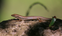 Trachylepis depressa