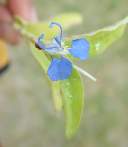 Commelina forskaolii image