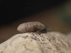 Abida gittenbergeri