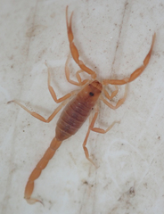 Parabuthus granulatus