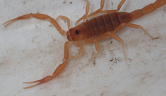 Parabuthus granulatus