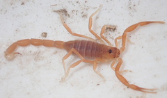 Parabuthus granulatus