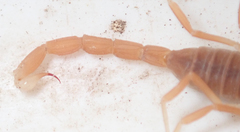 Parabuthus granulatus