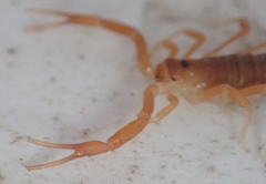 Parabuthus granulatus