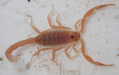 Parabuthus granulatus