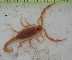 Parabuthus granulatus