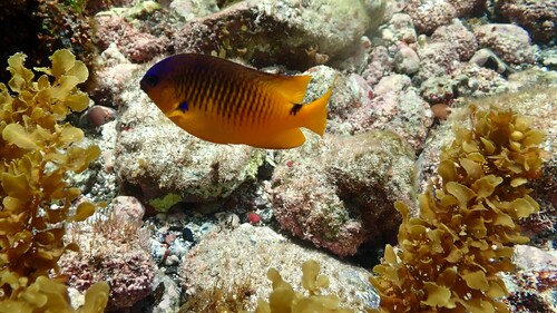 Rocas damselfish (Stegastes rocasensis) — Pomacentridae — 3