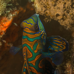 Synchiropus splendidus