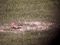 Fringilla coelebs