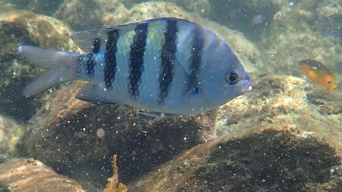 Abudefduf saxatilis