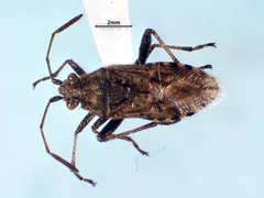 Stictopleurus punctiventris