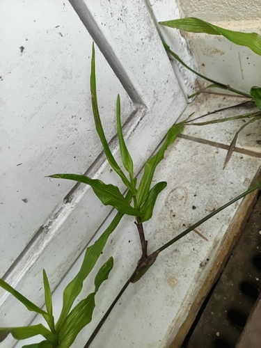 Capim-gengibre (Paspalum maritimum)