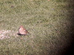 Fringilla coelebs