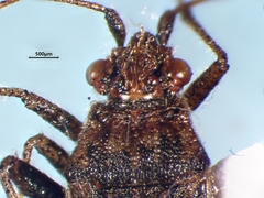 Stictopleurus punctiventris