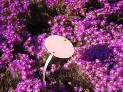Lampranthus villiersii