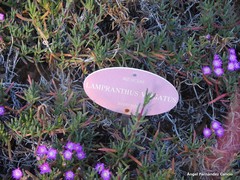 Lampranthus virgatus