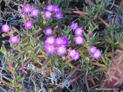 Lampranthus virgatus