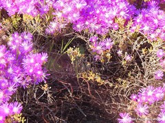 Lampranthus virgatus