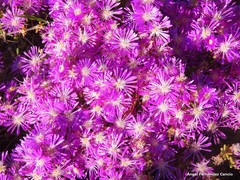 Lampranthus virgatus