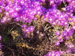 Lampranthus virgatus