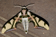 Batocnema coquerelii