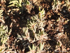 Lampranthus inconspicuus