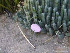 Euphorbia resinifera