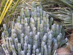 Euphorbia resinifera