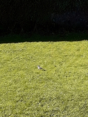 Motacilla alba