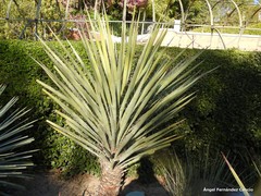 Yucca desmetiana